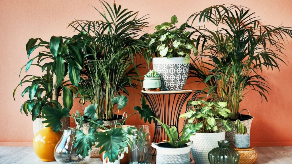 best indoor plants for fresh home decor cl7zqbocr